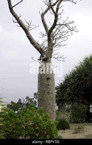 Ein boab Baum, wie ein Miniatur Baobab, in Perth's King's Park Stockfoto