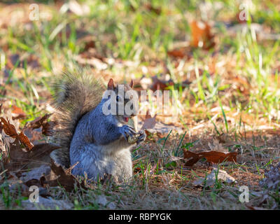 Graue Eichhörnchen beim Essen Erdnüsse in einem sonnigen Park Wiese Stockfoto