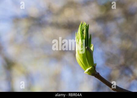 Japanese flowering cherry tree wachsende neue Blätter im Februar, Kalifornien Stockfoto