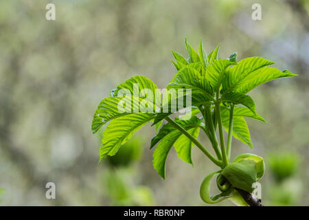 Japanese flowering cherry tree wachsende neue Blätter, Kalifornien Stockfoto