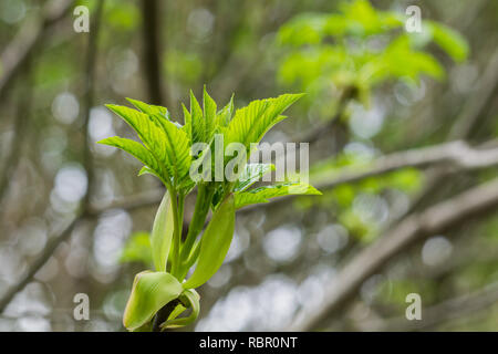 Japanese flowering cherry tree wachsende neue Blätter, Kalifornien Stockfoto