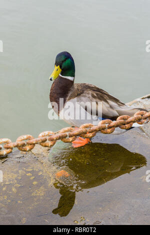 Männliche Stockente, stehend auf einem See, San Francisco Bay Area, Kalifornien Stockfoto