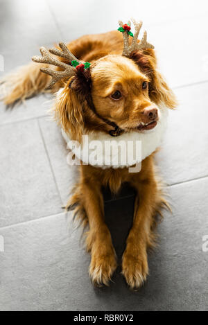 Spaniel-mischlingen mit geweih an Weihnachten liegt auf grauen Fliesen Stockfoto