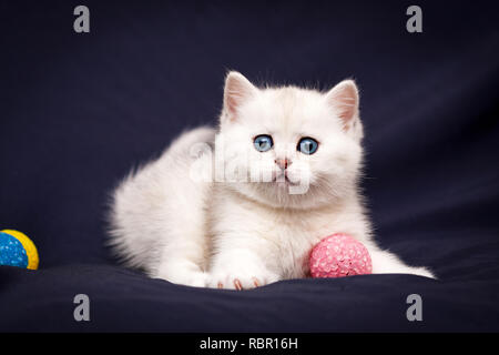 Verspielte weiße britische Katze mit blauen Augen und starrte die Kamera spielen mit einem rosa Ball. Stockfoto