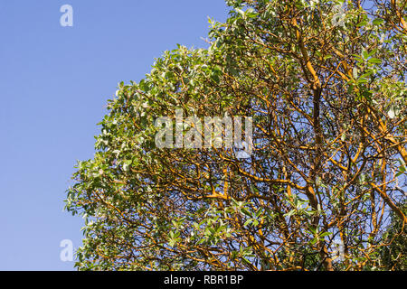 Madrone Baum (Arbutus menziesii) Zweige auf einen Himmel Hintergrund, Kalifornien Stockfoto