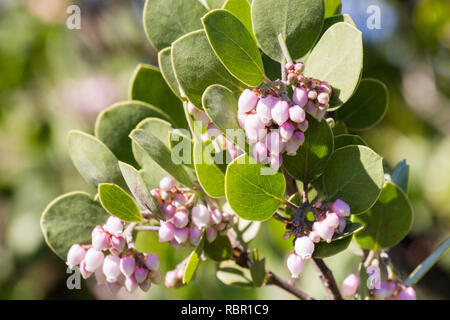 Manzanita Baum rosa Blüten, Kalifornien Stockfoto