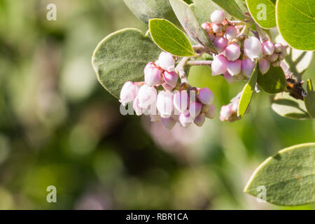 Manzanita Baum rosa Blüten, Kalifornien Stockfoto