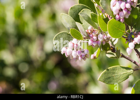 Manzanita Baum rosa Blüten, Kalifornien Stockfoto