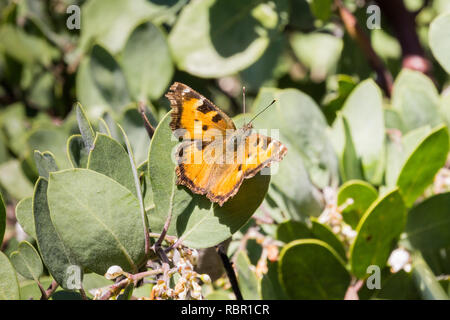 Satyr Komma Schmetterling (Polygonia satyrus), die auf die Blätter einer manzanita Baum, Kalifornien Stockfoto