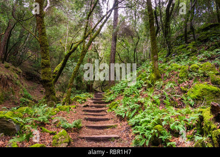 Fern gesäumt Wanderweg, Sugarloaf Ridge State Park, Sonoma County, Kalifornien Stockfoto