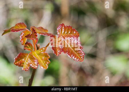 Glänzend Pacific Giftsumach (Toxicodendron diversilobum) Blätter, Kalifornien Stockfoto