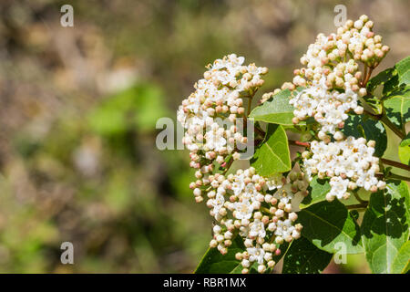 Viburnum tinus Blumen im Frühling, Kalifornien Stockfoto