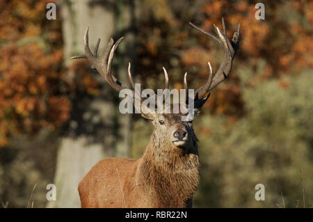 Rotwild in West Sussex, England Stockfoto