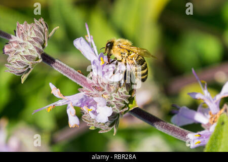 Honig Biene sammelt Nektar aus Cleveland Salbei (Salvia clevelandii) Blumen im Frühling, Kalifornien Stockfoto