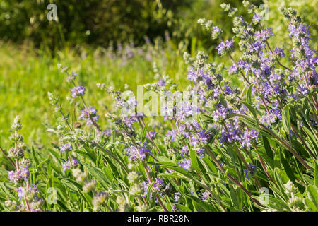 Cleveland Salbei (Salvia clevelandii) Blumen auf einer Wiese im Frühling, Kalifornien Stockfoto