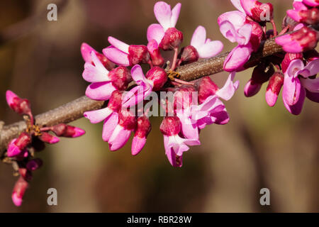 Western Redbud (Cercis occidentalis) Blütenstand, Kalifornien Stockfoto