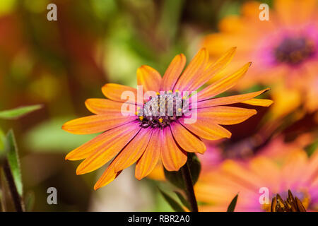 In der Nähe von Orange African Daisy (osteospermum) Stockfoto