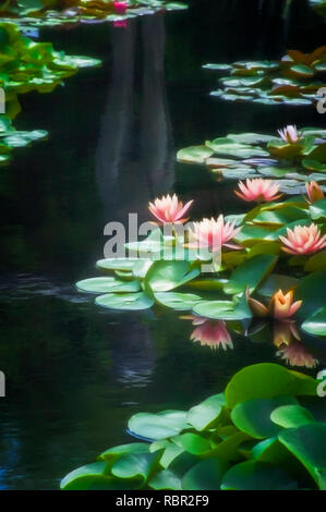 Pfirsichfarbene Seerosen in einer reflektierenden Teich im Garten Stockfoto