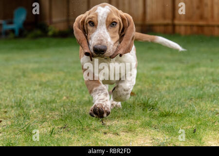 Renton, Washington, USA. Fünf Monate alten Basset Hound Welpen 'Elvis' in seiner nassen Yard, wodurch Wasser bis zu geworfen werden. Stockfoto