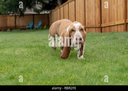 Renton, Washington, USA. Fünf Monate alten Basset Hound Welpen 'Elvis' läuft in seinem Hof. Stockfoto