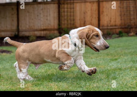 Renton, Washington, USA. Fünf Monate alten Basset Hound Welpen 'Elvis' läuft in seinem Hof. Stockfoto