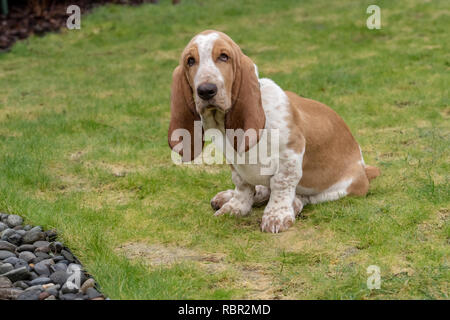 Renton, Washington, USA. Fünf Monate alten Basset Hound Welpen 'Elvis' Stockfoto