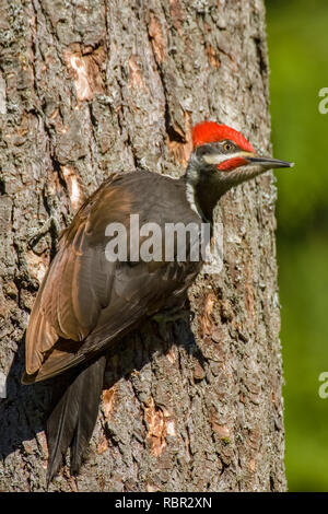 Issaquah, Washington, USA. Pileated Woodpecker auf einen Baumstamm. Stockfoto