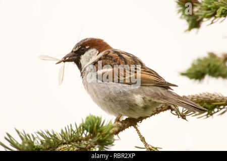 George Reifel wandernden Vogelschutzgebiet, British Columbia, Kanada. Haus Spatz sitzt auf einem Ast essen ein Insekt. Stockfoto