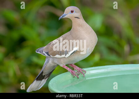 Houston, Texas, USA. White-winged dove thront auf einem Birdbath. Stockfoto