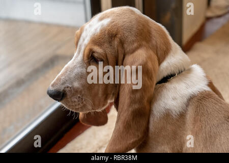 Renton, Washington, USA. Drei Monate alten Basset Hound 'Elvis' traurig, als er erwartet durch eine Tür hinaus liess.. (PR) Stockfoto