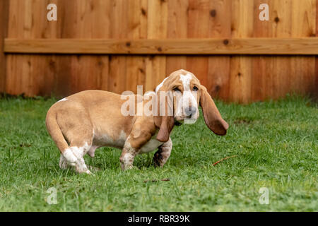 Renton, Washington, USA. Drei Monate alten Basset Hound 'Elvis' wandern in seinem Hof. (PR) Stockfoto