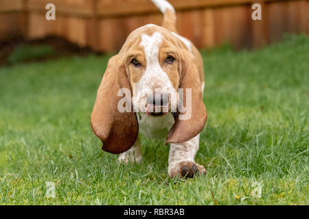 Renton, Washington, USA. Drei Monate alten Basset Hound 'Elvis' wandern in seinem Hof., leckte sich die Lippen mit Gras in den Mund nach ein Loch gegraben. ( Stockfoto