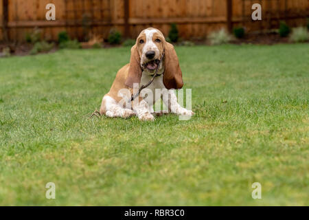 Renton, Washington, USA. Drei Monate alten Basset Hound 'Elvis' Kauen auf einem Stock in seinem Hof. (PR) Stockfoto