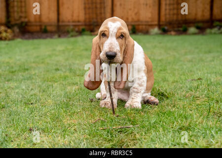 Renton, Washington, USA. Drei Monate alten Basset Hound 'Elvis' Kauen auf einem Stock in seinem Hof. (PR) Stockfoto