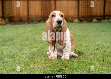 Renton, Washington, USA. Drei Monate alten Basset Hound 'Elvis' Kauen auf einem Stock in seinem Hof. (PR) Stockfoto