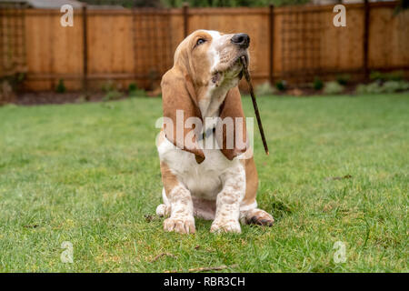 Renton, Washington, USA. Drei Monate alten Basset Hound 'Elvis' Kauen auf einem Stock in seinem Hof. (PR) Stockfoto