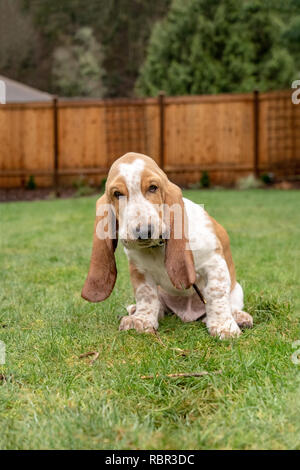 Renton, Washington, USA. Drei Monate alten Basset Hound 'Elvis' Kauen auf einem Stock in seinem Hof, mit feuchten Ohren wegen des neuen Regen. (PR) Stockfoto