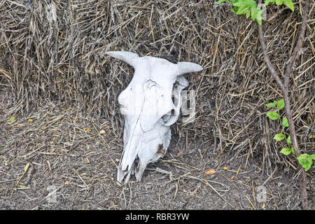 Schädel von Rindern im Hof der landwirtschaftlichen Ranch. Stockfoto