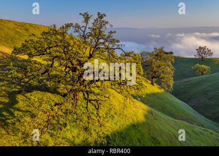 Küste leben, Eichen, Los Padres National Forest, Big Sur, Monterey County, Kalifornien Stockfoto