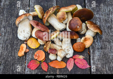 Ein Bündel von Herbst essbare Pilze, meist Boletus Edulis auf einer hölzernen Oberfläche einer alten Eiche Tisch Stockfoto