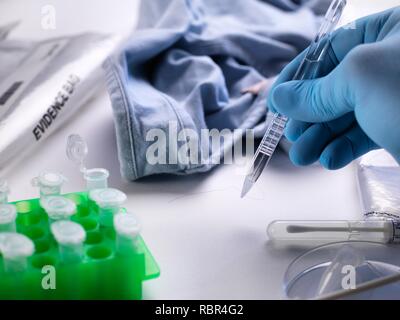 Forensische Wissenschaftler ein Haar Probe für die DNA (Desoxyribonukleinsäure) Prüfung von Kleidung von einem Tatort. Stockfoto