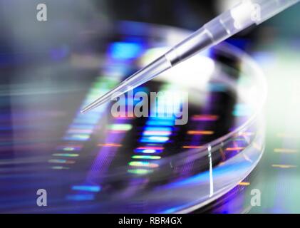 Wissenschaftler Pipettieren eine DNA (Desoxyribonukleinsäure) Probe in eine Petrischale mit ein DNA-Profil im Hintergrund. Stockfoto