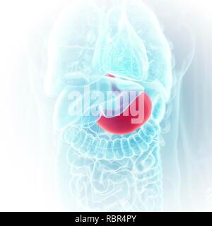 Abbildung des Magens. Stockfoto