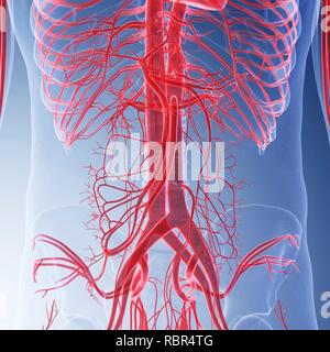 Anatomie des menschlichen Bauch Venensystem Stockfoto, Bild: 57643323 ...
