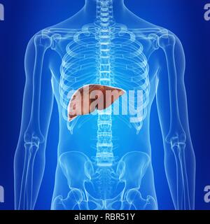 Abbildung der menschlichen Leber. Stockfoto