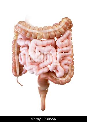 Abbildung des menschlichen Dünn- und Dickdarm. Stockfoto