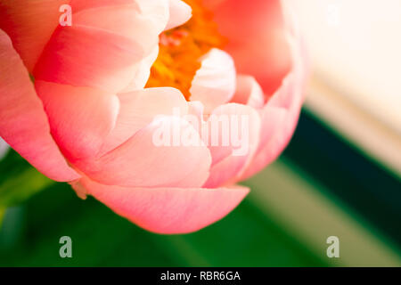 Pfingstrose. Blühende rosa Pfingstrose. Nahaufnahme. Stockfoto