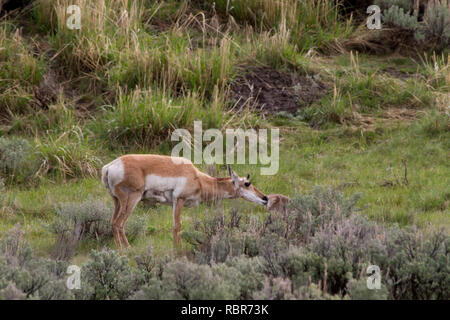 Pronghorn Antilope Mutter und Kind Stockfoto