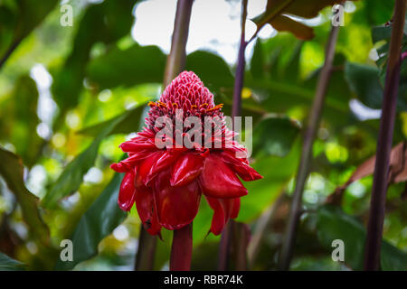 Etlingera elatiorbegonie Erdbeere, oder Taschenlampe Ingwer - leuchtend rote Blüte im tropischen Garten von Oahu, Hawaii Stockfoto