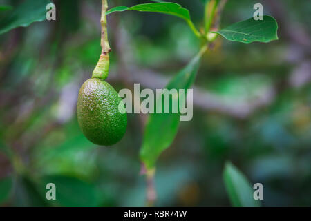 Avocado Obst auf einem Baum auf der Insel Oahu, Hawaii Stockfoto